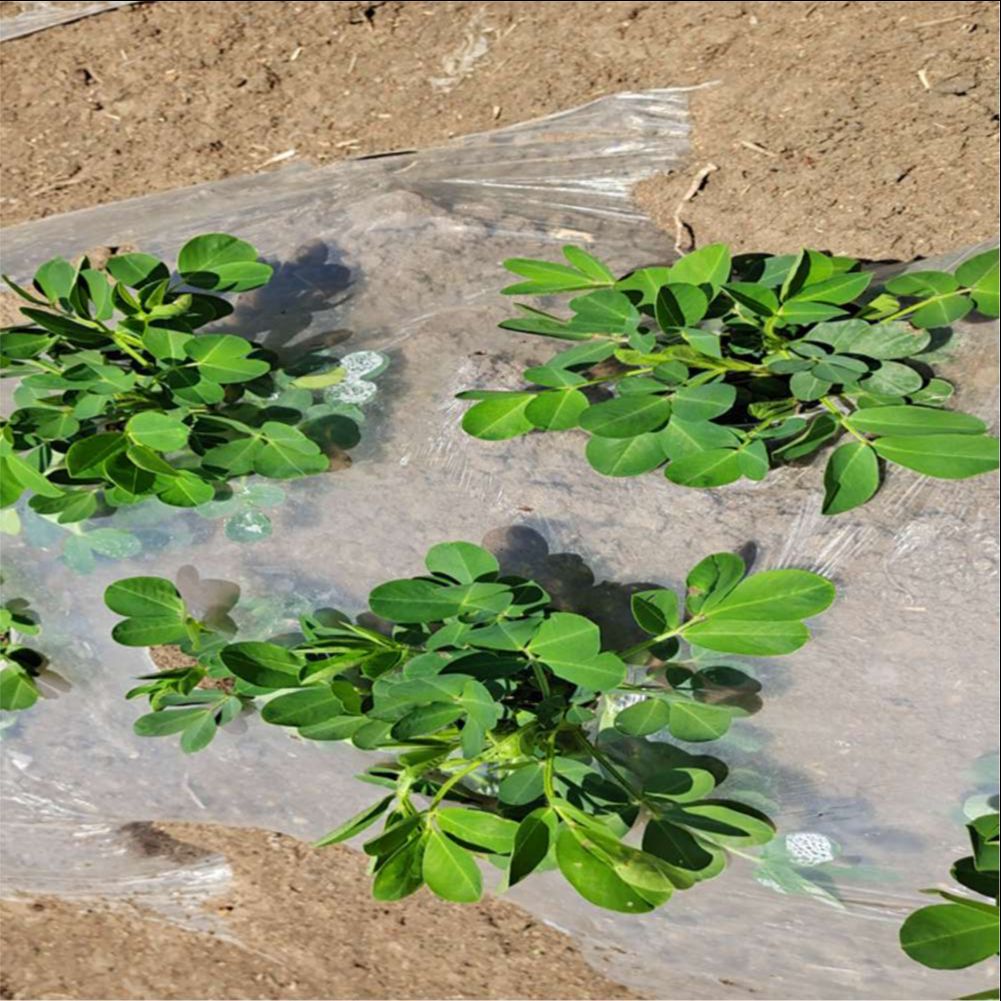 Película plástica para estufa  - Greenhouse Plastic Film avaliação e preço