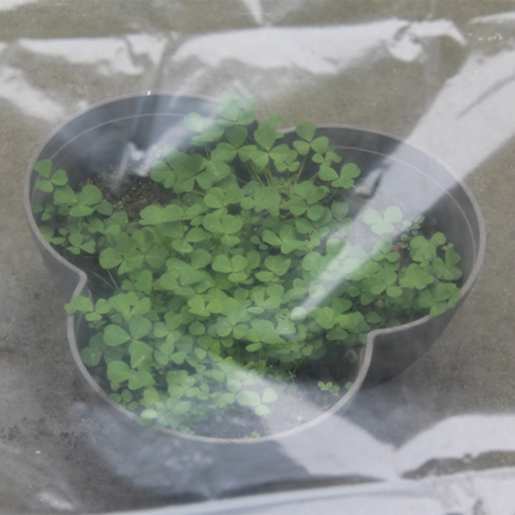 Estufa Transparente para Culti - Greenhouse Plastic Film avaliação e preço